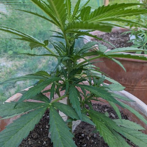 Sensi Amnesia Automatic growlog timeline photo