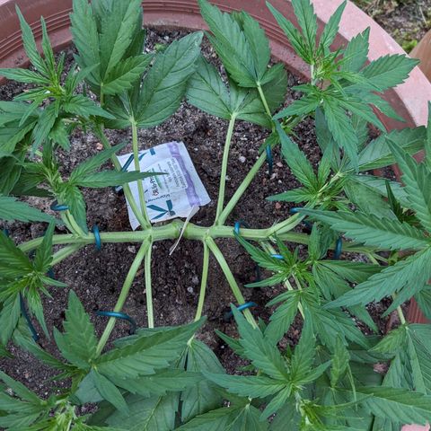 Sensi Amnesia Automatic growlog timeline photo