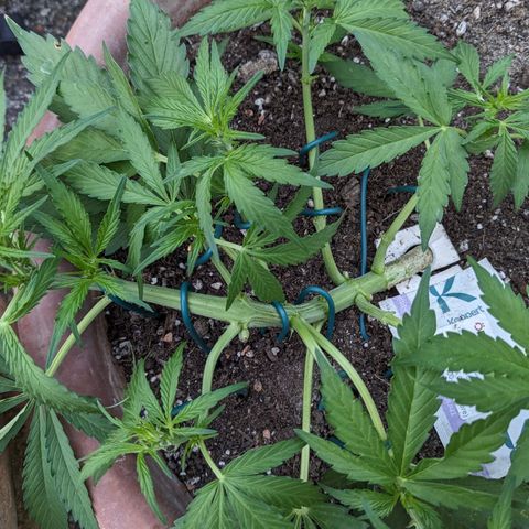 Sensi Amnesia Automatic growlog timeline photo