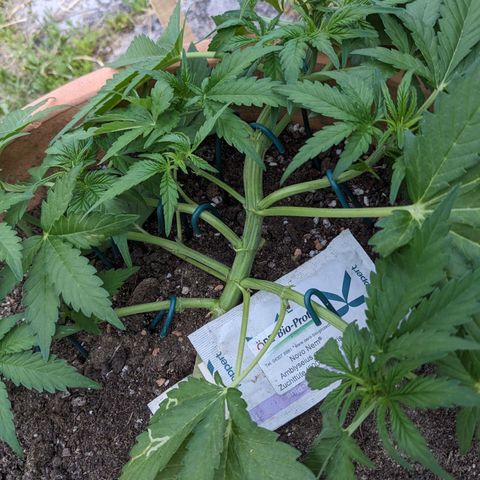 Sensi Amnesia Automatic growlog timeline photo