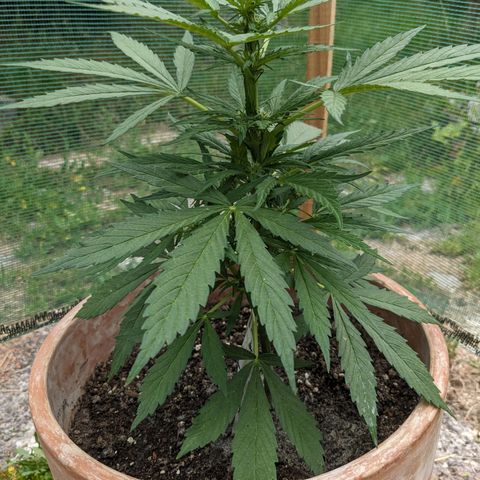 Sensi Amnesia Automatic growlog photo: Blütephase hat begonnen 