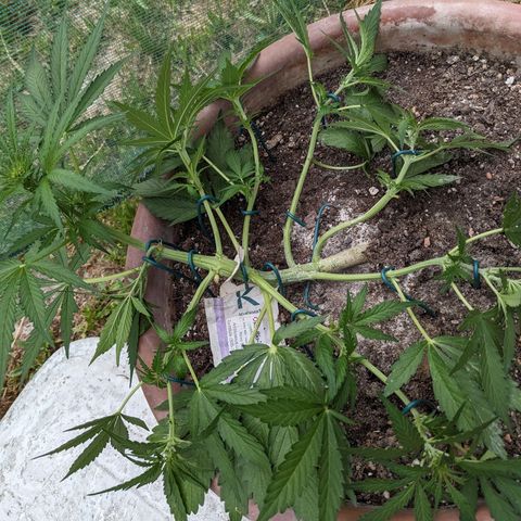 Sensi Amnesia Automatic growlog photo: Blütephase hat begonnen 