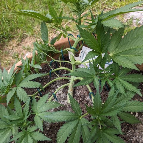 Sensi Amnesia Automatic growlog photo: Blütephase hat begonnen 