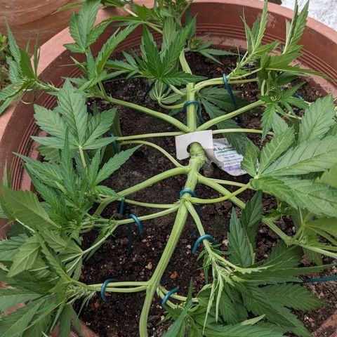 Sensi Amnesia Automatic growlog photo: Blütephase hat begonnen 