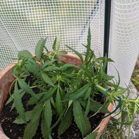 Sensi Amnesia Automatic growlog timeline photo