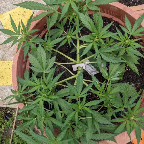 Sensi Amnesia Automatic growlog timeline photo