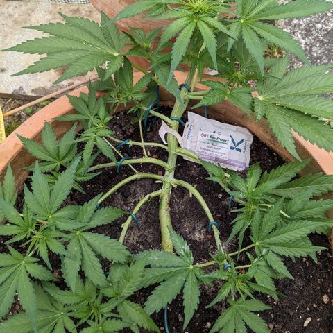 Sensi Amnesia Automatic growlog timeline photo