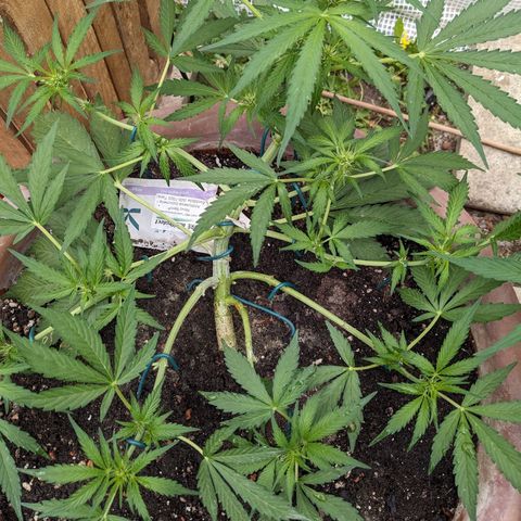 Sensi Amnesia Automatic growlog timeline photo