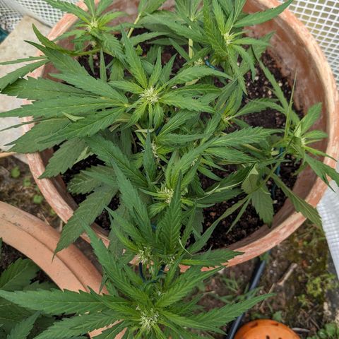 Sensi Amnesia Automatic growlog timeline photo