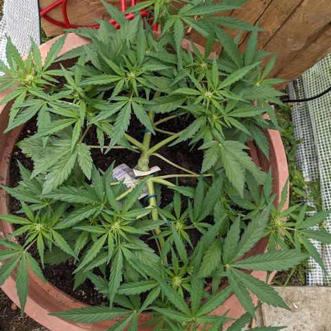 Sensi Amnesia Automatic growlog timeline photo
