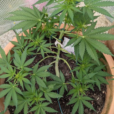 Sensi Amnesia Automatic growlog timeline photo