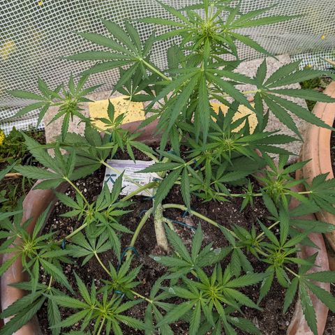 Sensi Amnesia Automatic growlog timeline photo