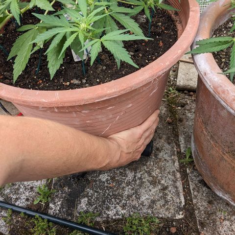 Sensi Amnesia Automatic growlog photo: Die Wurzeln sind durch diese riesigen Töpfe bis nach unten durch gewachsen...