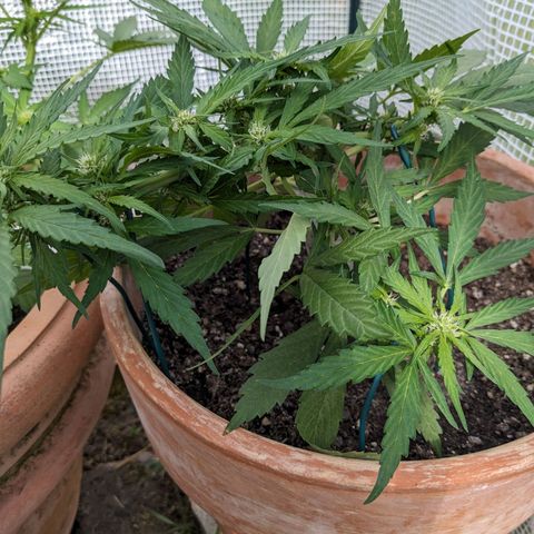 Sensi Amnesia Automatic growlog timeline photo