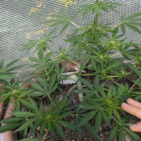Sensi Amnesia Automatic growlog timeline photo