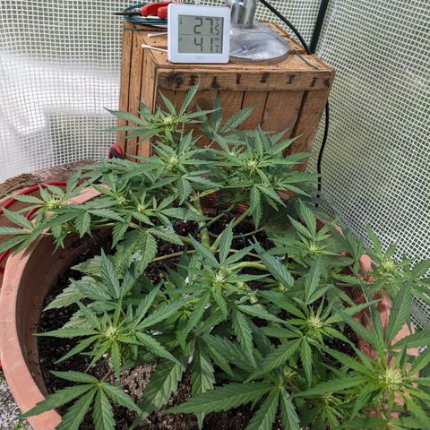 Sensi Amnesia Automatic growlog timeline photo