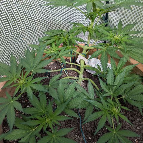 Sensi Amnesia Automatic growlog timeline photo