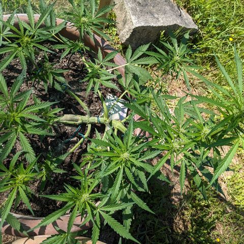 Sensi Amnesia Automatic growlog timeline photo