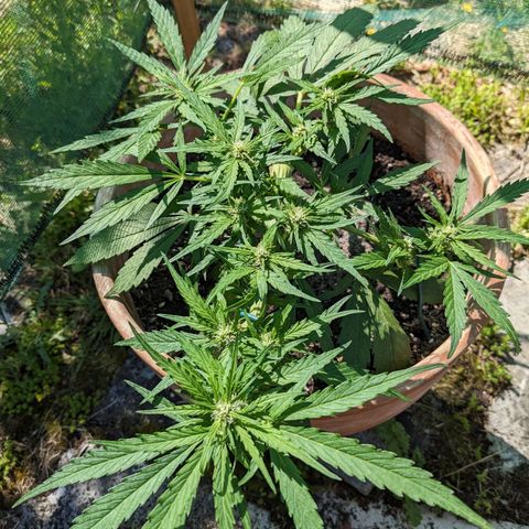 Sensi Amnesia Automatic growlog timeline photo