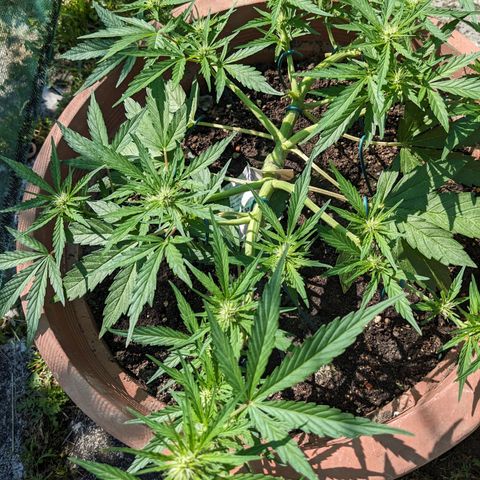 Sensi Amnesia Automatic growlog timeline photo