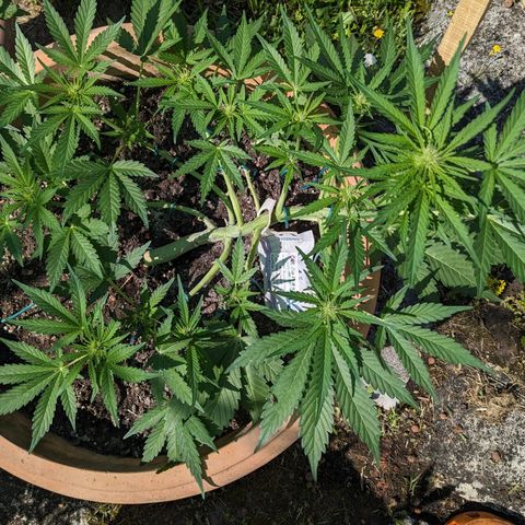 Sensi Amnesia Automatic growlog timeline photo