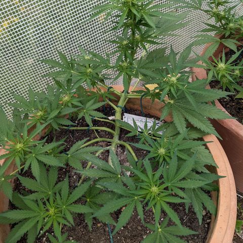 Sensi Amnesia Automatic growlog timeline photo