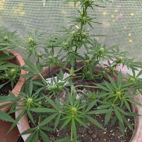 Sensi Amnesia Automatic growlog timeline photo