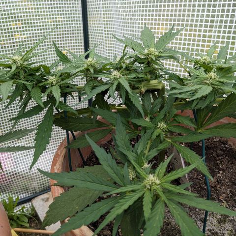 Sensi Amnesia Automatic growlog timeline photo