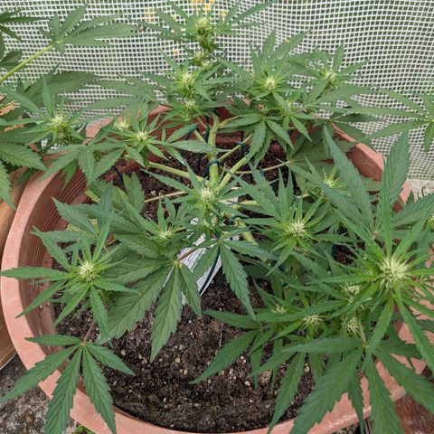 Sensi Amnesia Automatic growlog timeline photo