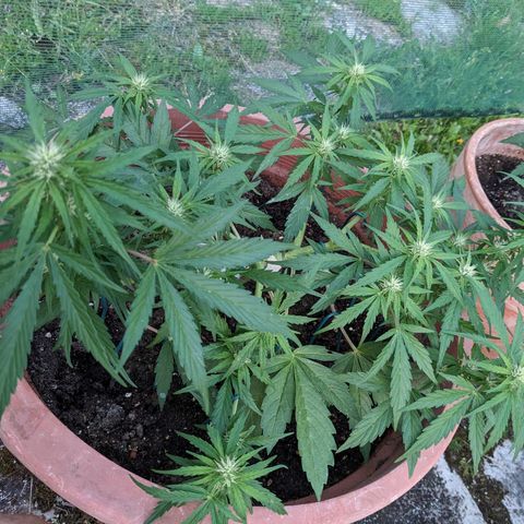Sensi Amnesia Automatic growlog timeline photo