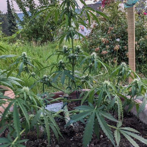 Sensi Amnesia Automatic growlog timeline photo