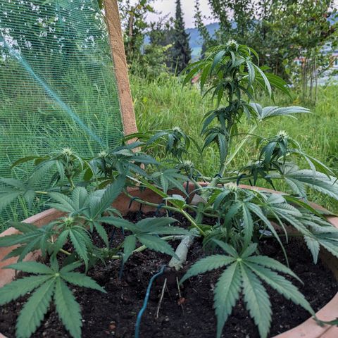 Sensi Amnesia Automatic growlog timeline photo