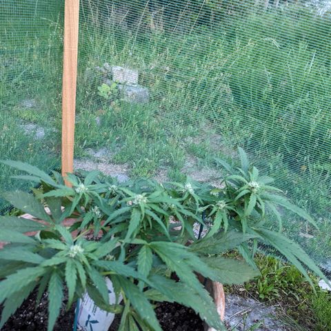 Sensi Amnesia Automatic growlog timeline photo