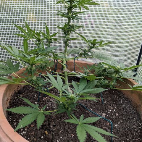 Sensi Amnesia Automatic growlog timeline photo