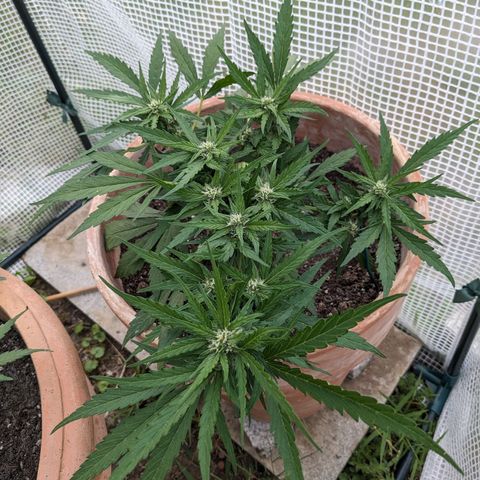 Sensi Amnesia Automatic growlog timeline photo