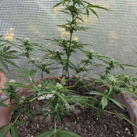 Sensi Amnesia Automatic growlog timeline photo