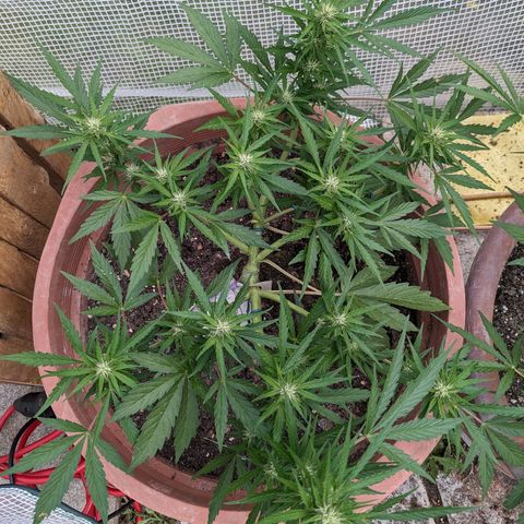 Sensi Amnesia Automatic growlog timeline photo