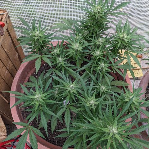 Sensi Amnesia Automatic growlog timeline photo
