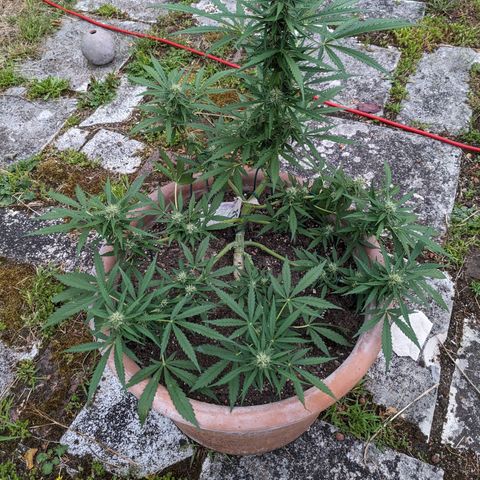 Sensi Amnesia Automatic growlog timeline photo