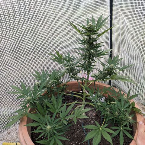 Sensi Amnesia Automatic growlog timeline photo