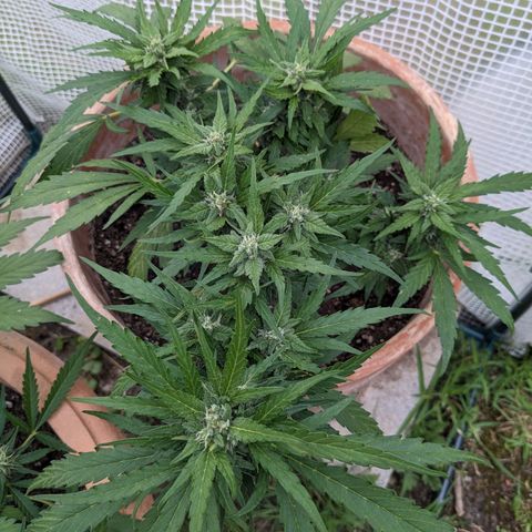 Sensi Amnesia Automatic growlog timeline photo