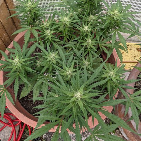 Sensi Amnesia Automatic growlog timeline photo