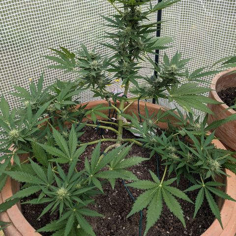 Sensi Amnesia Automatic growlog timeline photo
