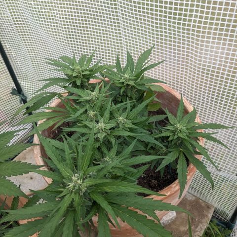 Sensi Amnesia Automatic growlog timeline photo