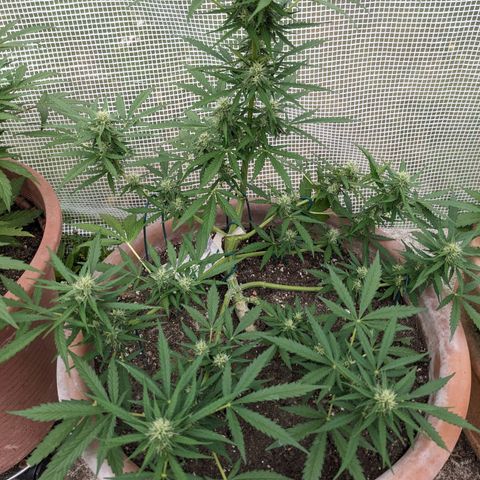 Sensi Amnesia Automatic growlog timeline photo