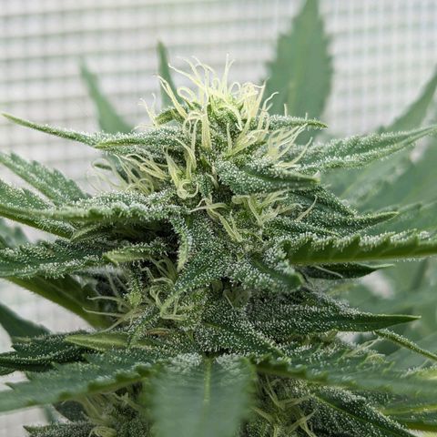 Sensi Amnesia Automatic growlog timeline photo