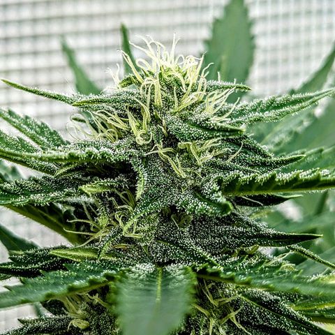 Sensi Amnesia Automatic growlog timeline photo