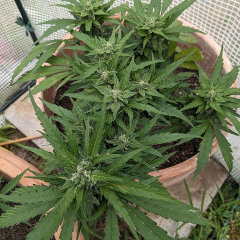 Sensi Amnesia Automatic growlog timeline photo