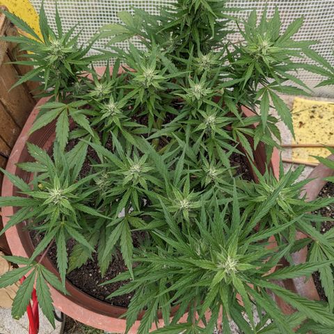 Sensi Amnesia Automatic growlog timeline photo