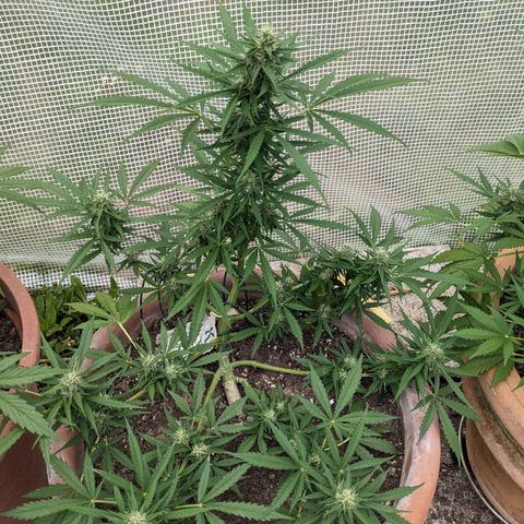 Sensi Amnesia Automatic growlog timeline photo